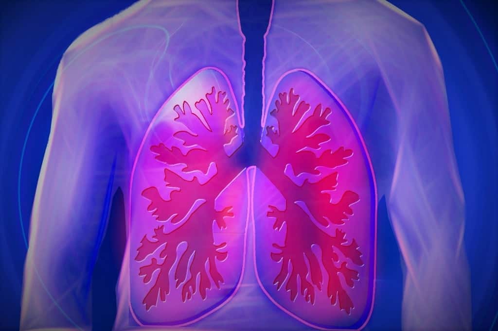 graphics showing how human lungs look like inside the body